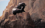 During a luxury sailing with destination management company Cabo Adventures, a sea lion is spotted getting some sun near El Arco.