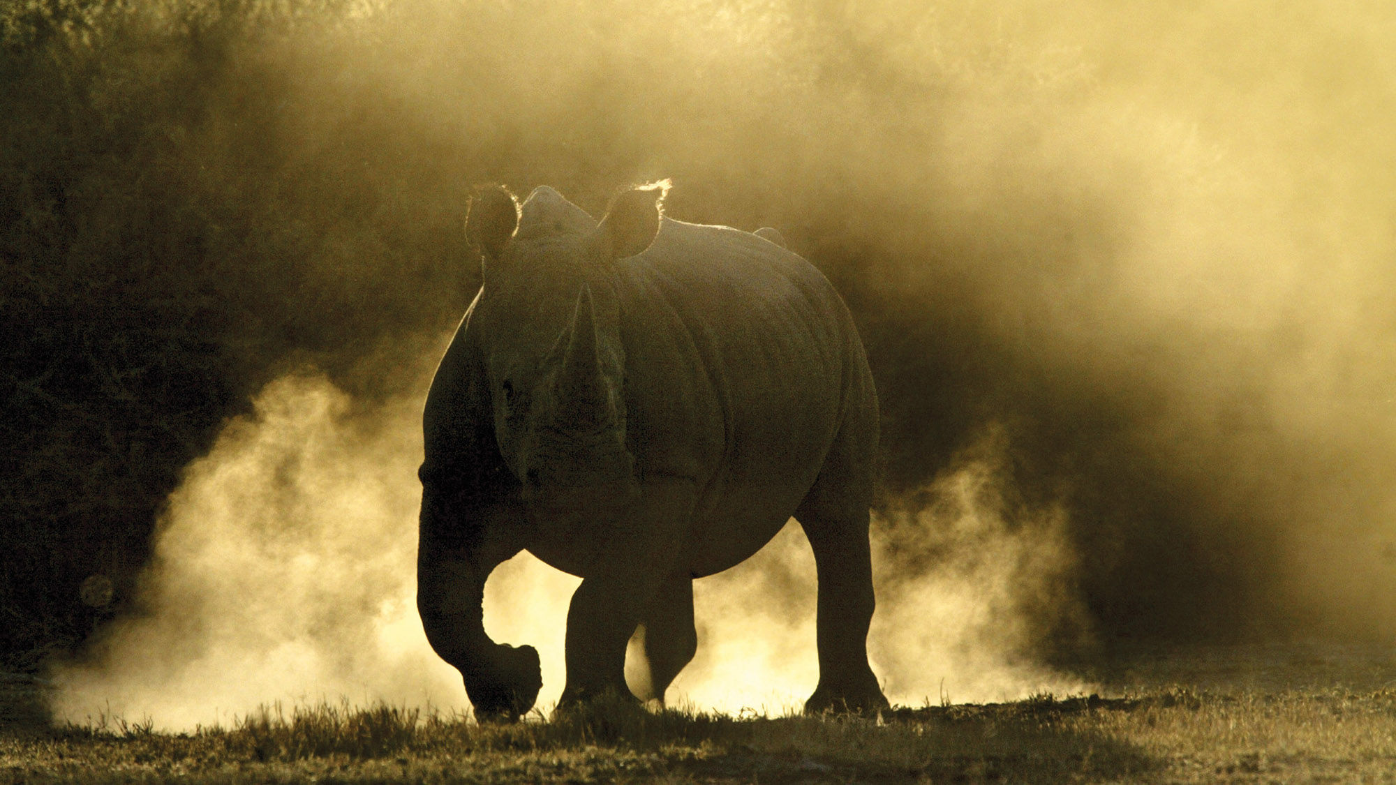 Seventeen black rhinos from South Africa have been relocated to Malawi's Liwonde National Park.