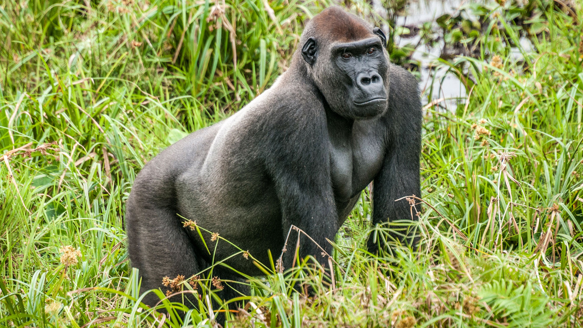 A western lowland gorilla in the Republic of Congo.