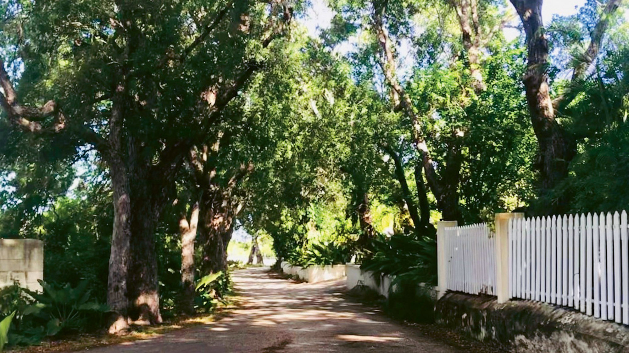 The tree-lined entrance to Holders House on Barbados.