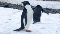 Acres of Adelie penguins