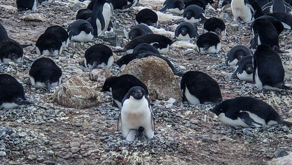 Acres of Adelie penguins