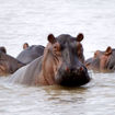Hippos in Tanzania's Selous National Park.