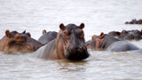 Hippos in Tanzania's Selous National Park.