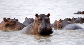 Hippos in Tanzania's Selous National Park.