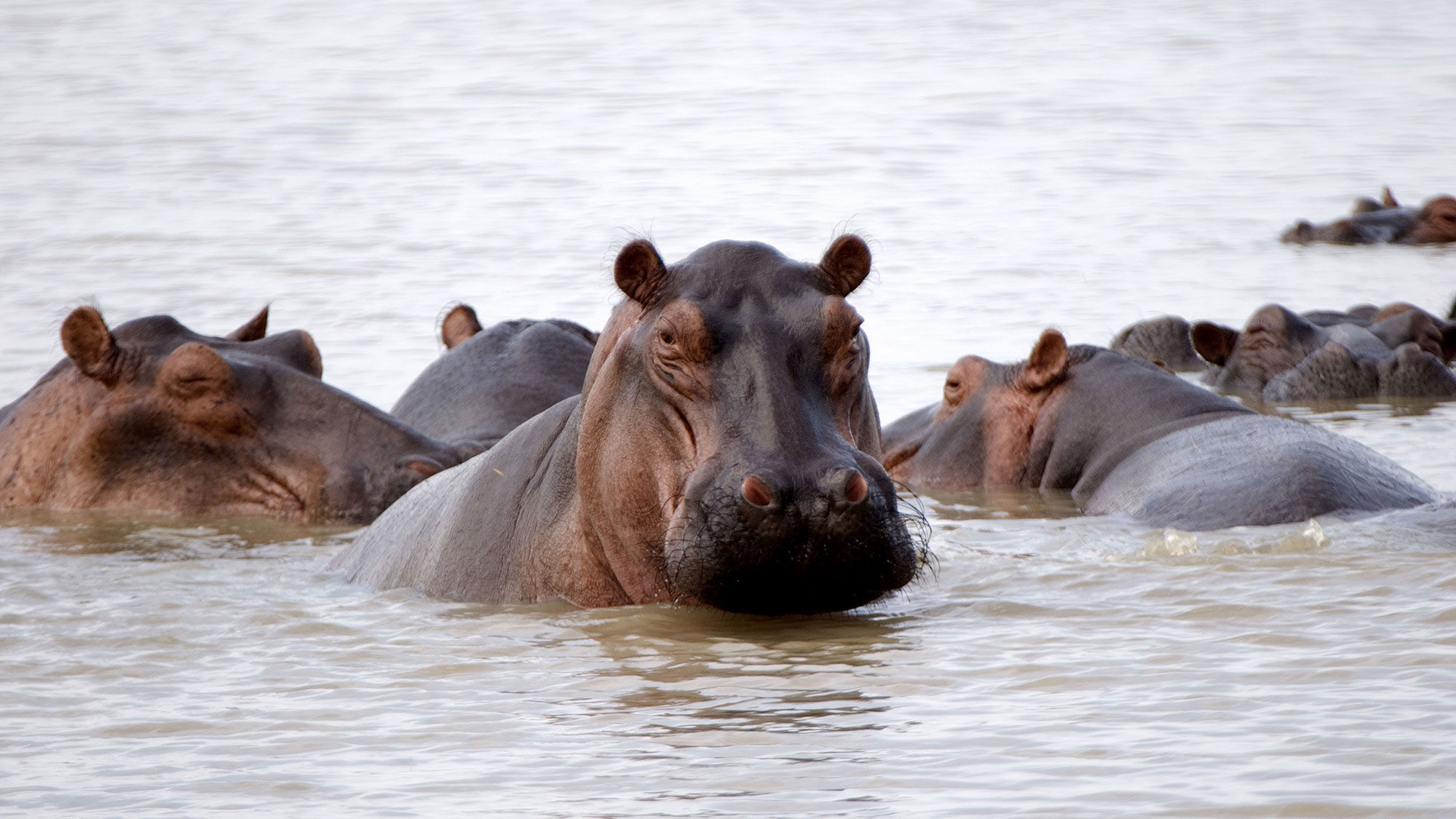 Hippos Rufiji River