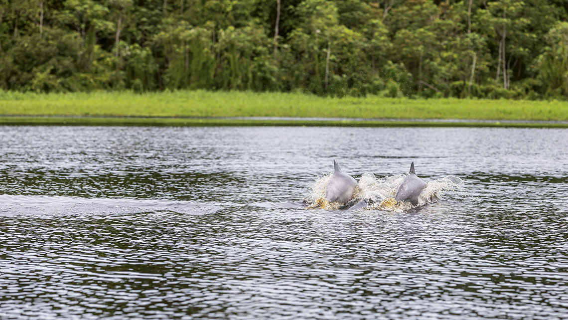 Pink dolphins in the Amazon.
