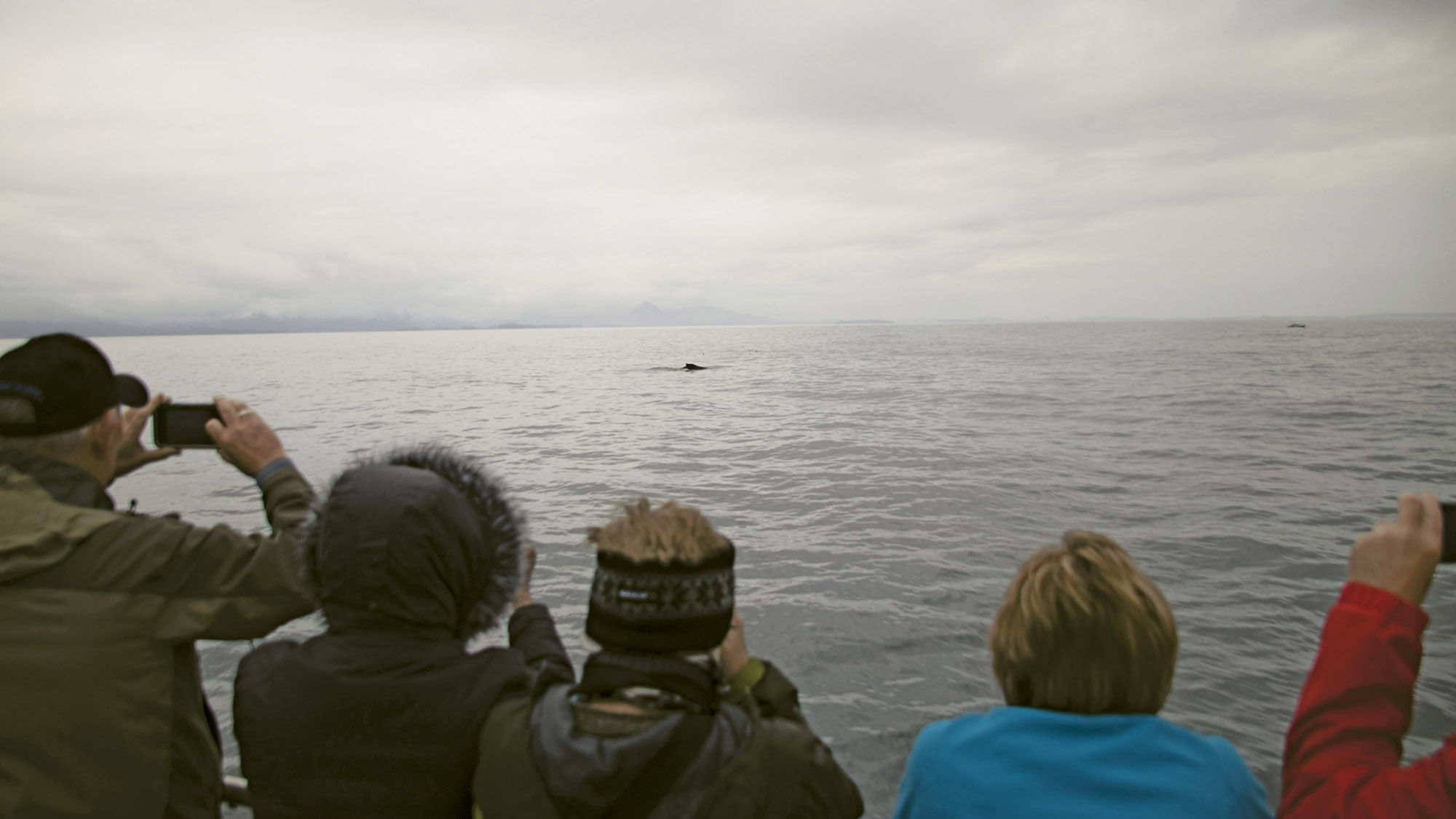 Passengers spot a humpback whale during Allen Marine Tours’ Sea Otter and Wildlife Quest.