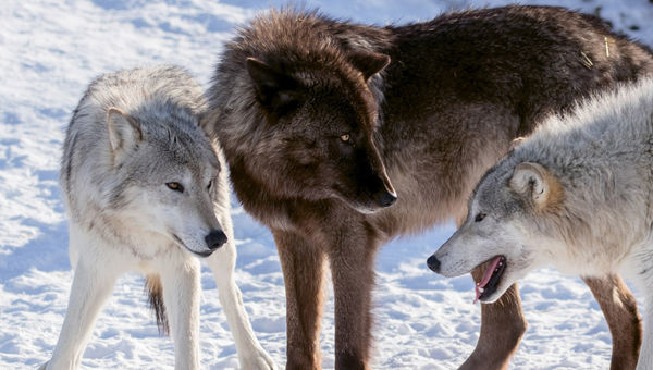 The Alaska Wildlife Conservation Center is home to 125 animals representing 16 species, including wolves.