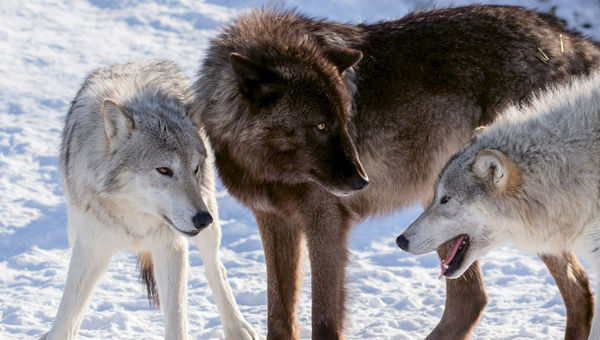The Alaska Wildlife Conservation Center is home to 125 animals representing 16 species, including wolves. The Alaska Wildlife Conservation Center is home to 125 animals representing 16 species, including wolves.