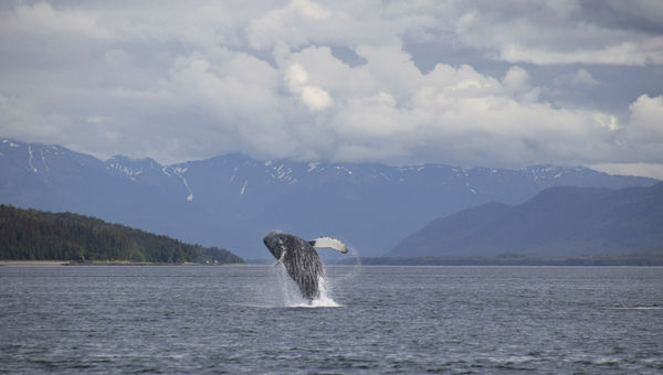 A humpback breaches in Stephens Passage on a whale-watching tour with Gastineau Guiding.