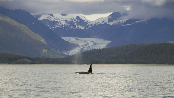 An orca spotted in Stephens Passage during the Gastineau Guiding tour.