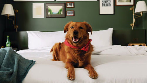 Dog-friendly rooms and suites are available for an upgrade of $50 to $175 per day, per dog, depending on the property.
