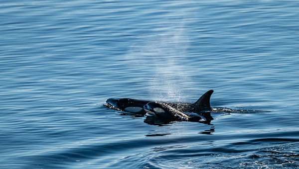 A female orca and her calf were two members of a “superpod” that swam close to the ship one day. A female orca and her calf were two members of a “superpod” that swam close to the ship one day.