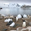 Experiential travel sparks growth of Antarctica cruising