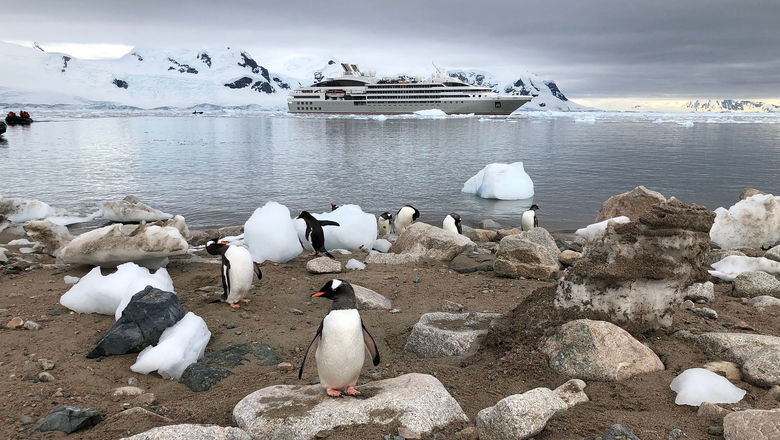 Gentoo penguins in Antarctica, with Ponant's Le Lyrial cruise ship in the background.