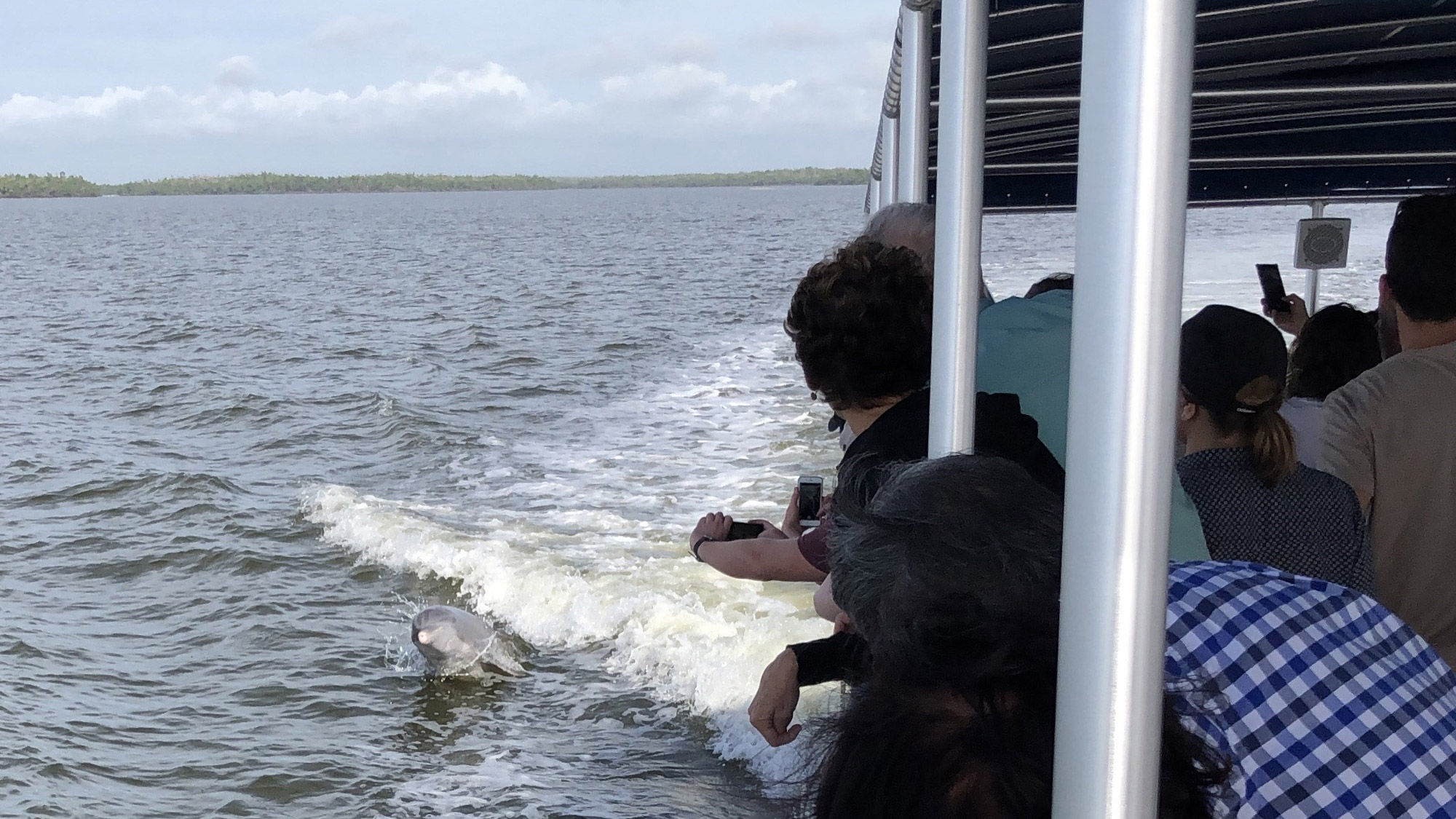 A dolphin wake-riding a tour boat in the Ten Thousand Island area of Everglades National Park.