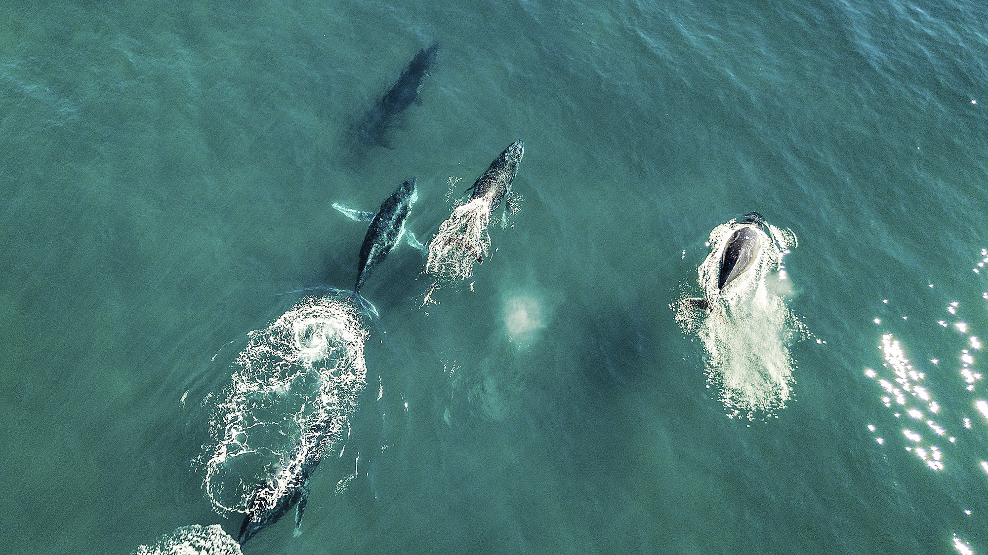 Blue Hawaiian introduced helicopter whale-spotting tours on both Maui and Hawaii Island for the 2019-2020 humpback season.