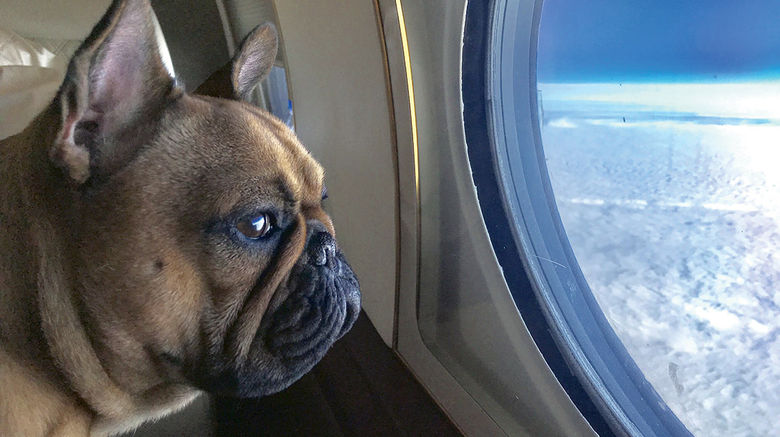 With more and more people traveling with pets, the travel industry is becoming more welcoming to dogs, cats and other pets. One of Patricia Heart Shaw's show dogs, Carlotta, enjoys the view on a private jet flight.