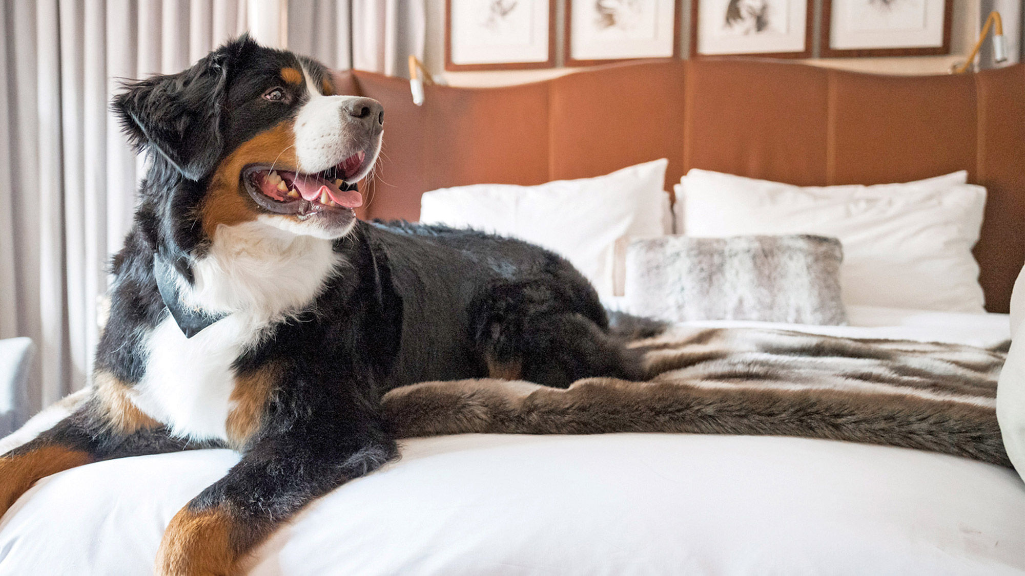 Road beasts: The industry has become more welcoming for pets