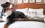 The St. Regis Aspen offers pet visitors play time with the property's on-property ''doggy social coordinator,'' Kitty the St. Bernese.