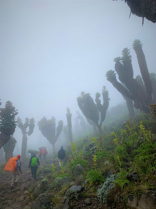 In Kilimanjaro’s moorland, altitude and perpetual mist nurture a forest of the groundsels dendrosenecio kilimanjari, found only on the mountain’s slopes. In Kilimanjaro’s moorland, altitude and perpetual mist nurture a forest of the groundsels dendrosenecio kilimanjari, found only on the mountain’s slopes.