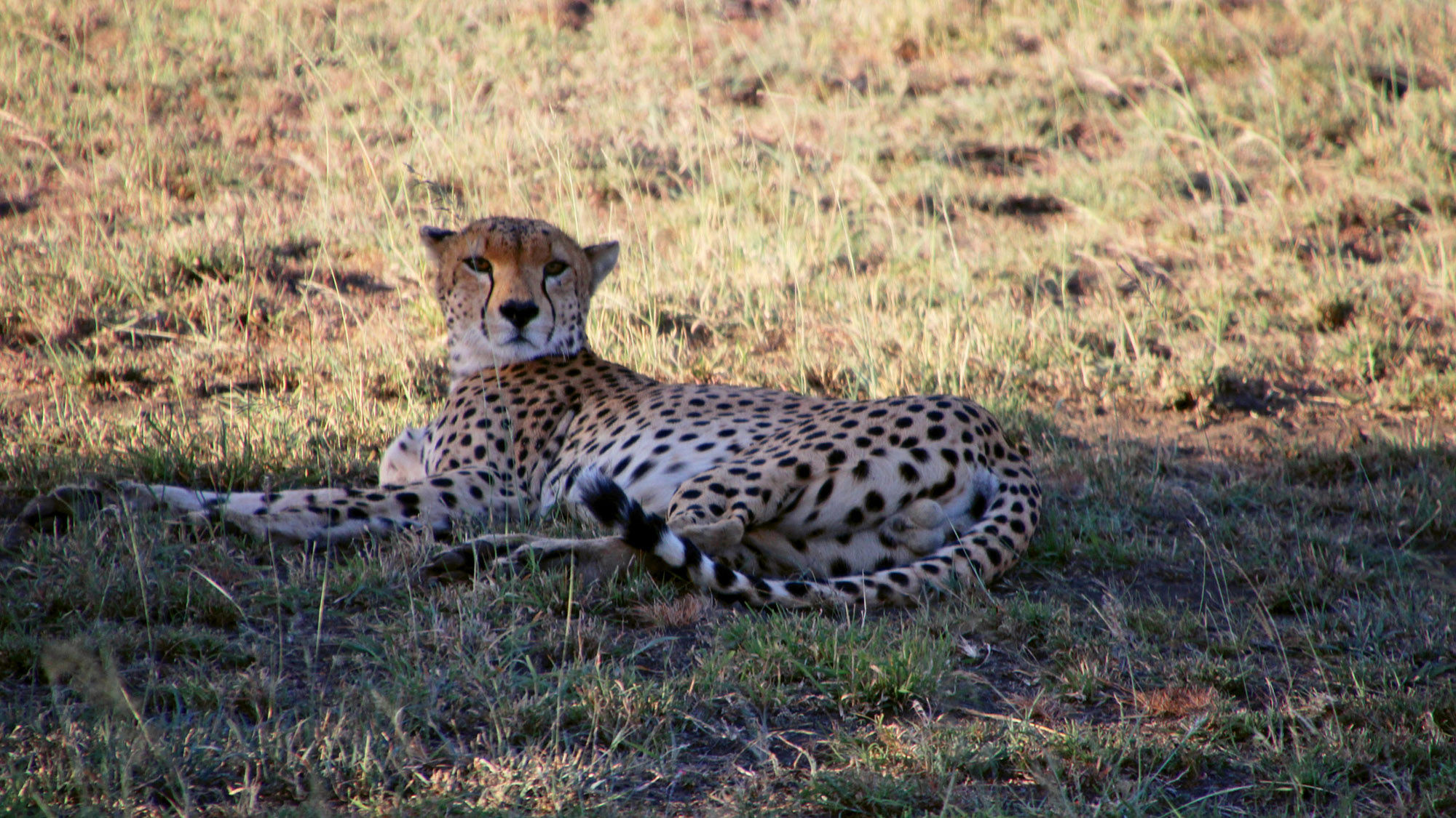 Jumbari's South Africa Cheetah Safari for Families educates guests about the role Africa's most endangered big cats play in the ecosystem.