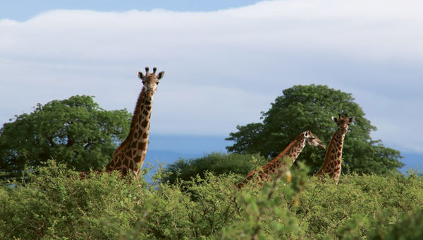 Giraffes spotted on a walking safari at Tanzania’s Tarangire National Park, part of the Full Board Accommodation package.