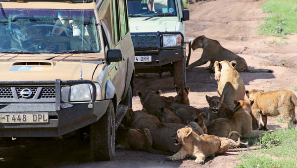 Lions enjoy the shade from safari vehicles after a standoff with Cape buffaloes in the Serengeti. Lions enjoy the shade from safari vehicles after a standoff with Cape buffaloes in the Serengeti.