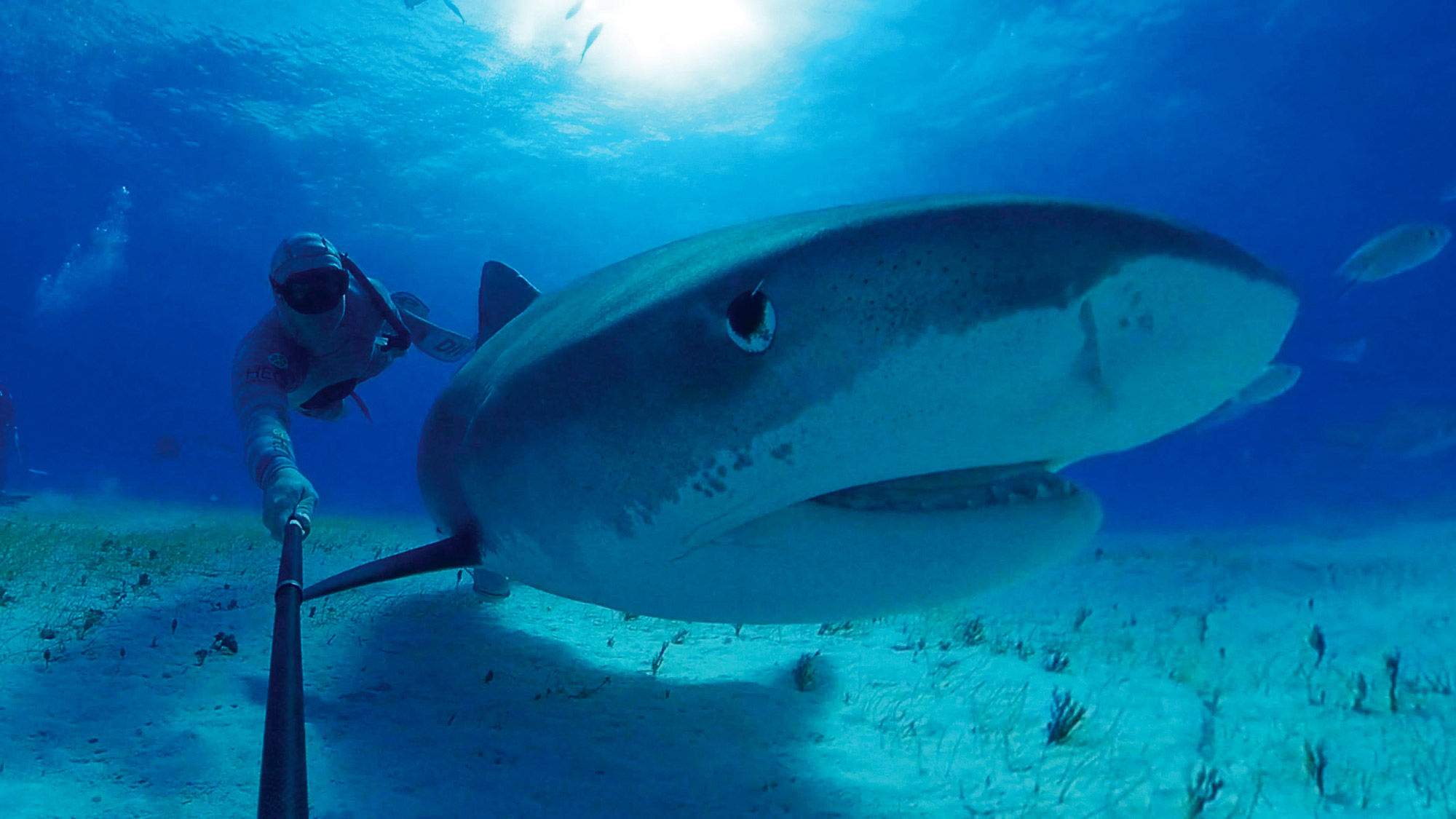 Ocean Explorer Virtual Reality Theater will screen a pair of films that feature tiger sharks, hammerhead sharks and humpback whales.