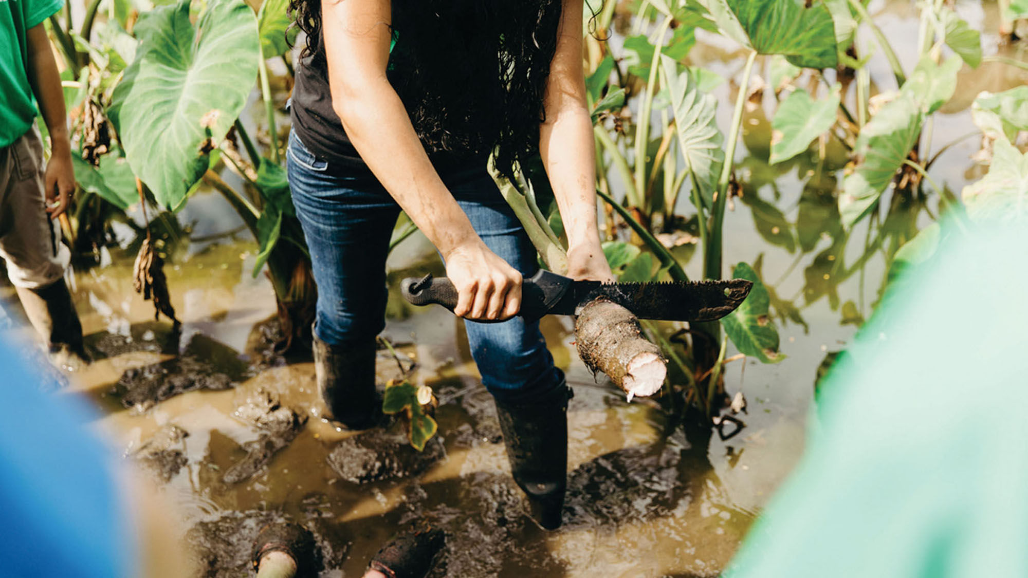 Families volunteering at a taro farm can learn about the vital crop while putting in some hard work.