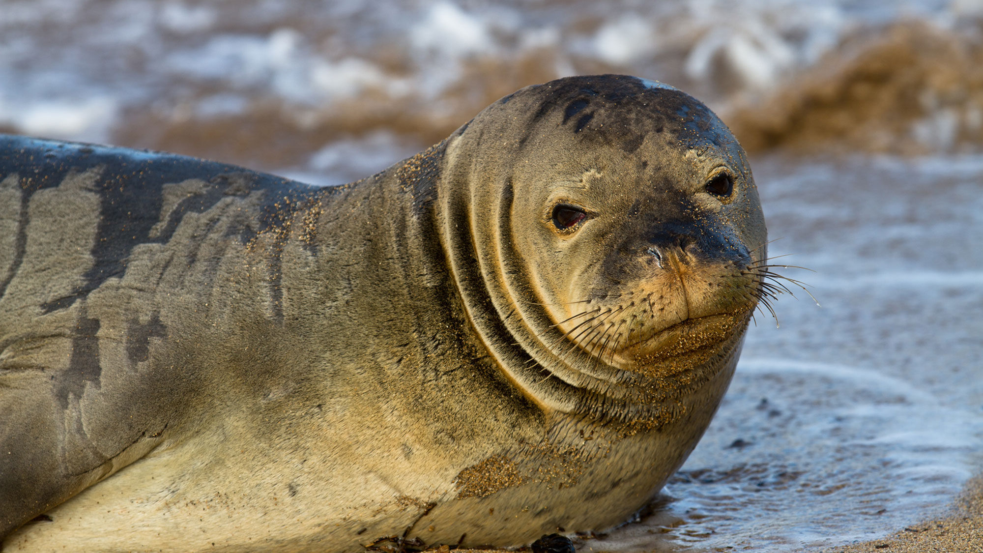 Keiko Mori developed a Hawaiian monk seal tour after one of the animals gave birth on Waikiki Beach in 2016.