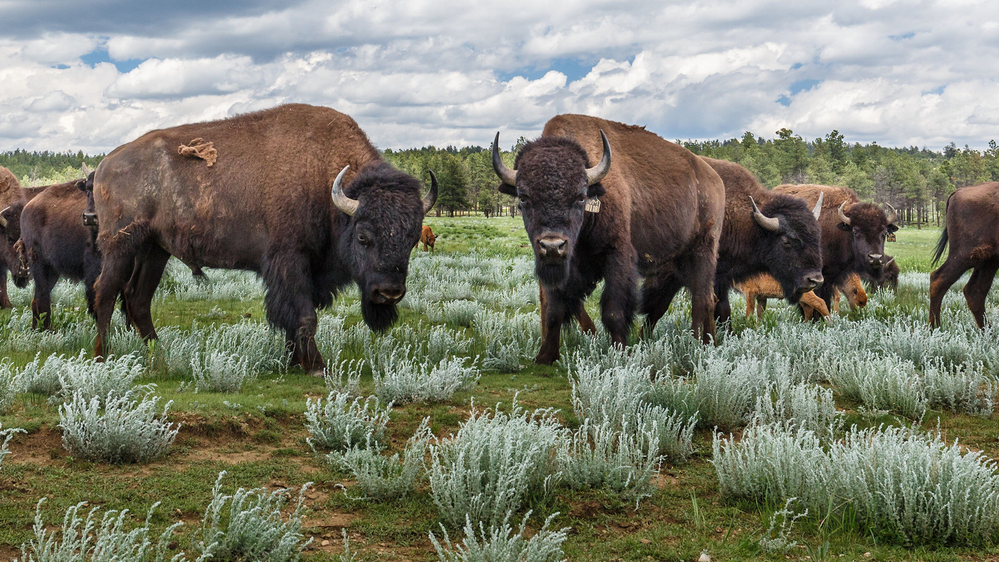 Ted Turner's legacy