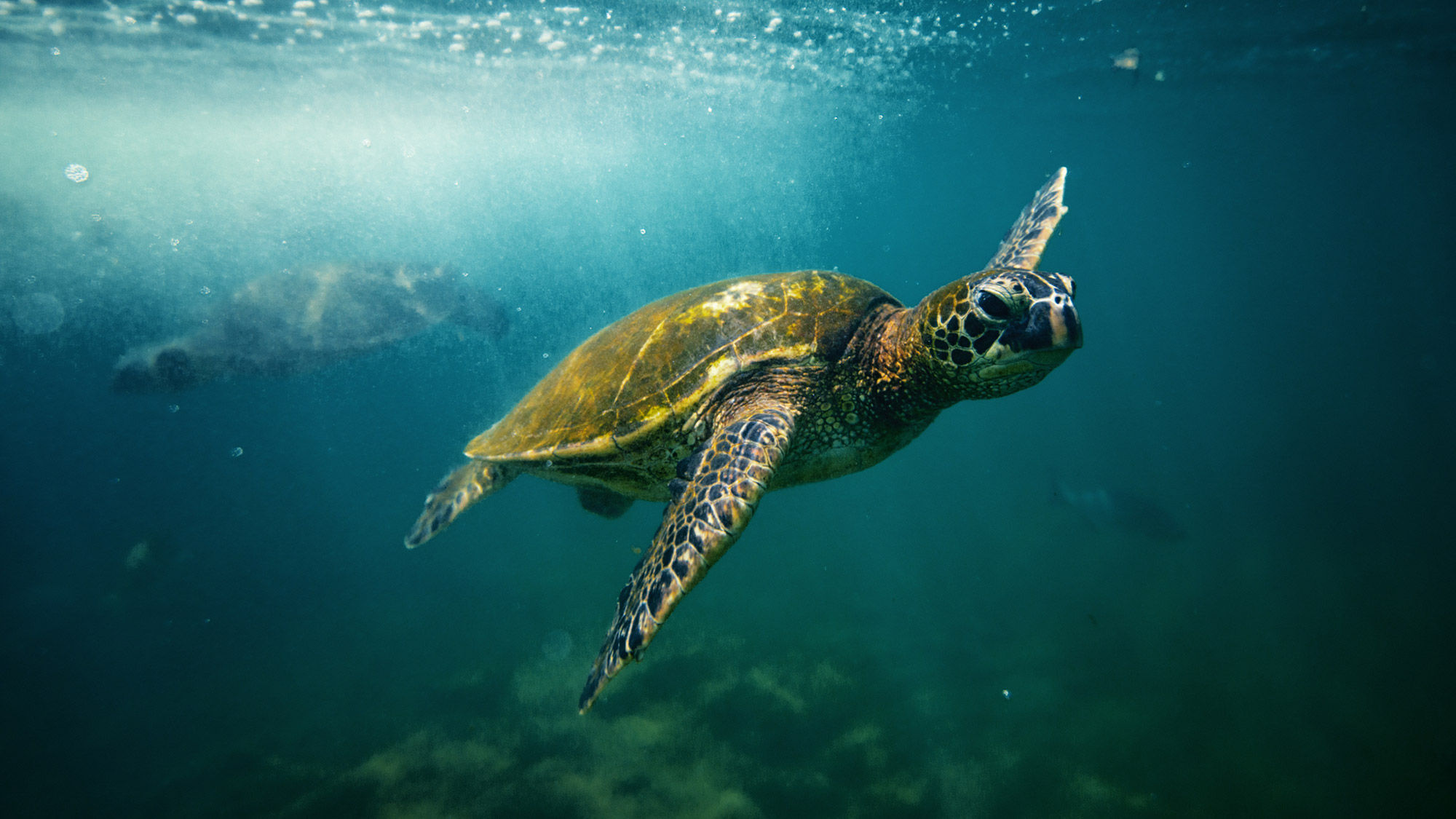 The Fairmont Orchid on Hawaii Island recently introduced a Live Pono Hawaii package that includes a snorkel excursion to a site frequented by sea turtles.