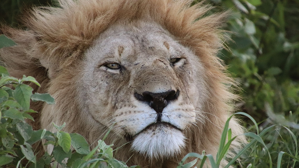 A lion in Tanzania.
