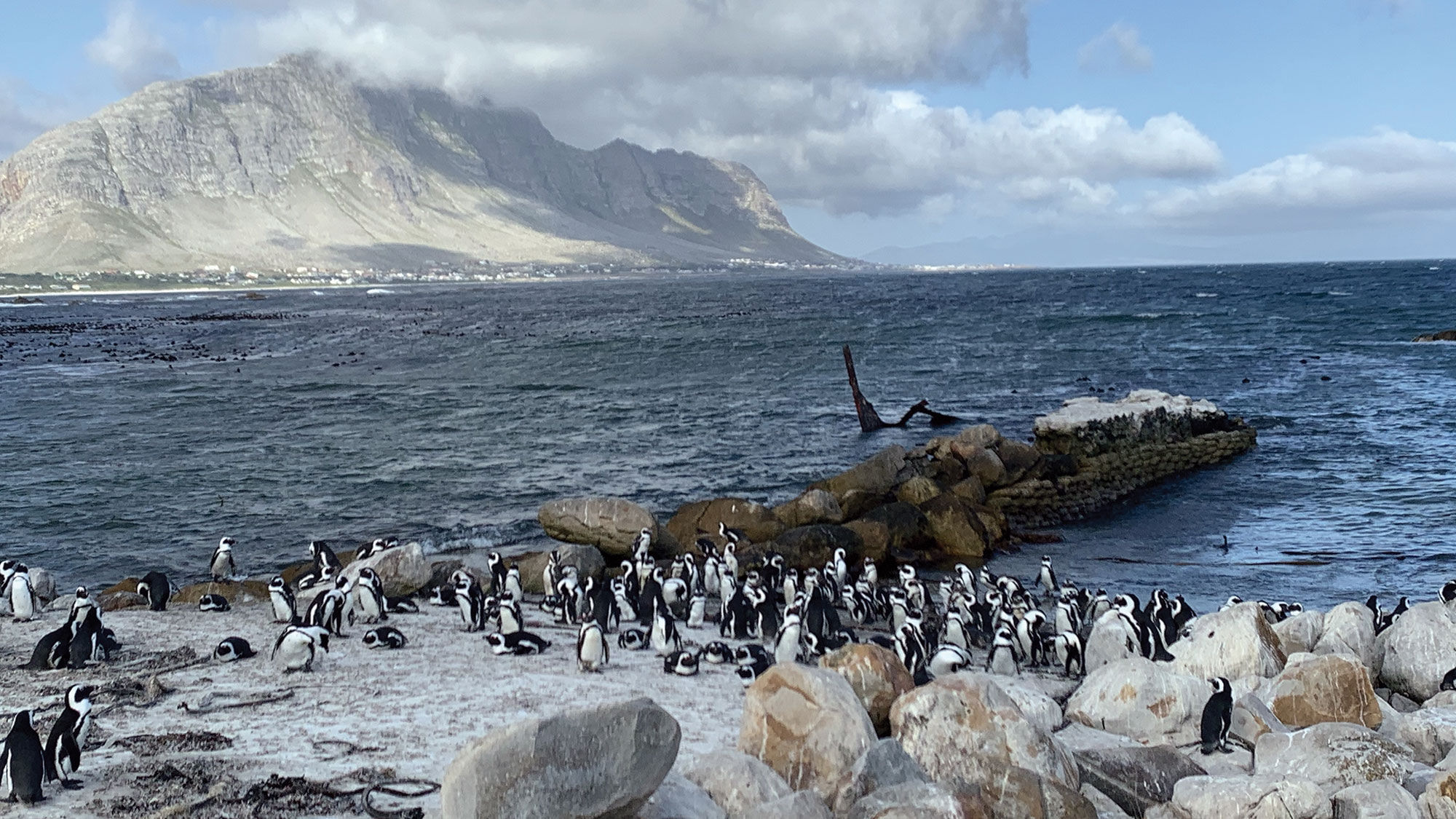 African Penguins at Betty's Bay on South Africa's Western Cape.