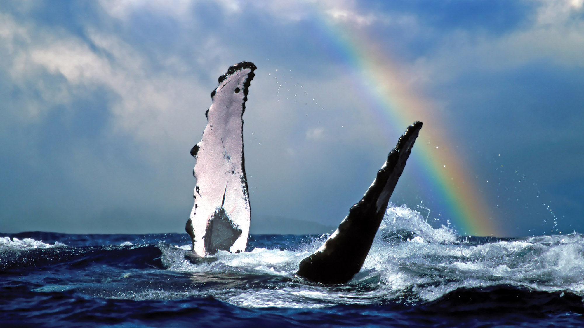 Kayak Kauai has launched a whale-watching tour timed to the arrival of migrating humpbacks.