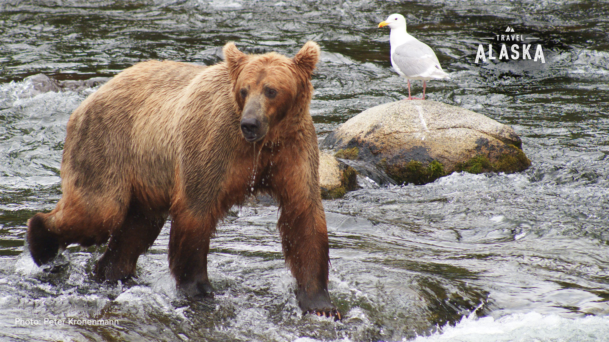 As more companies employ videoconferencing, Travel Alaska has introduced several free Zoom backgrounds.
