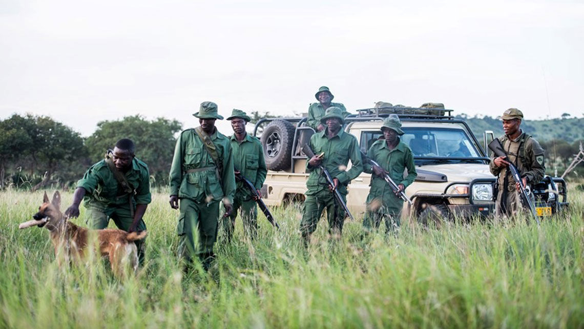 The Grumeti Fund, Singita's conservation partner in Tanzania, employs teams that regularly patrol wildlife reserves.