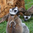 Honolulu Zoo welcomes twin lemurs