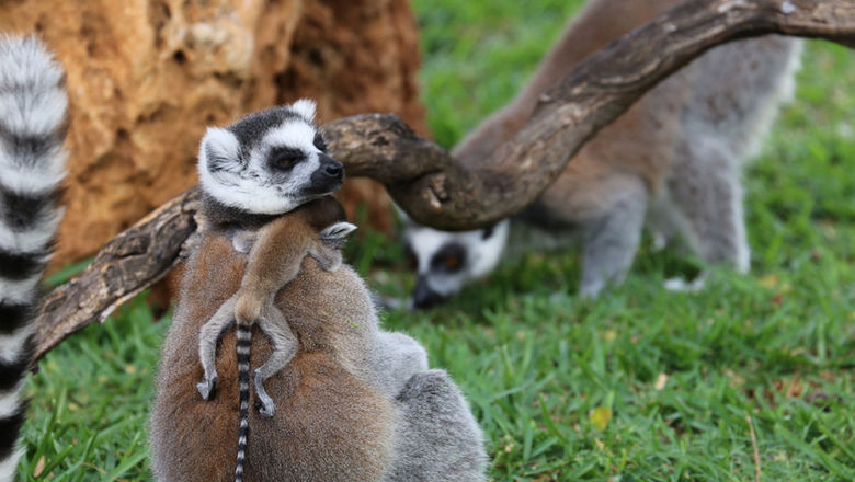 Two ring-tailed lemurs were born at the Honolulu Zoo on April 18.
