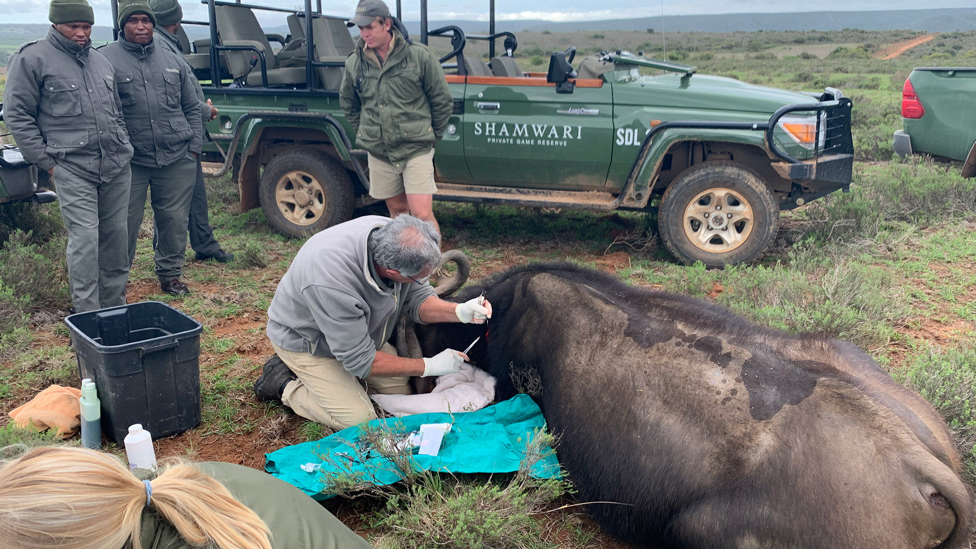 The veterinary team at Shamwari Private Game Reserve tag a Cape  Buffalo to track the impact of drought on the herd.
