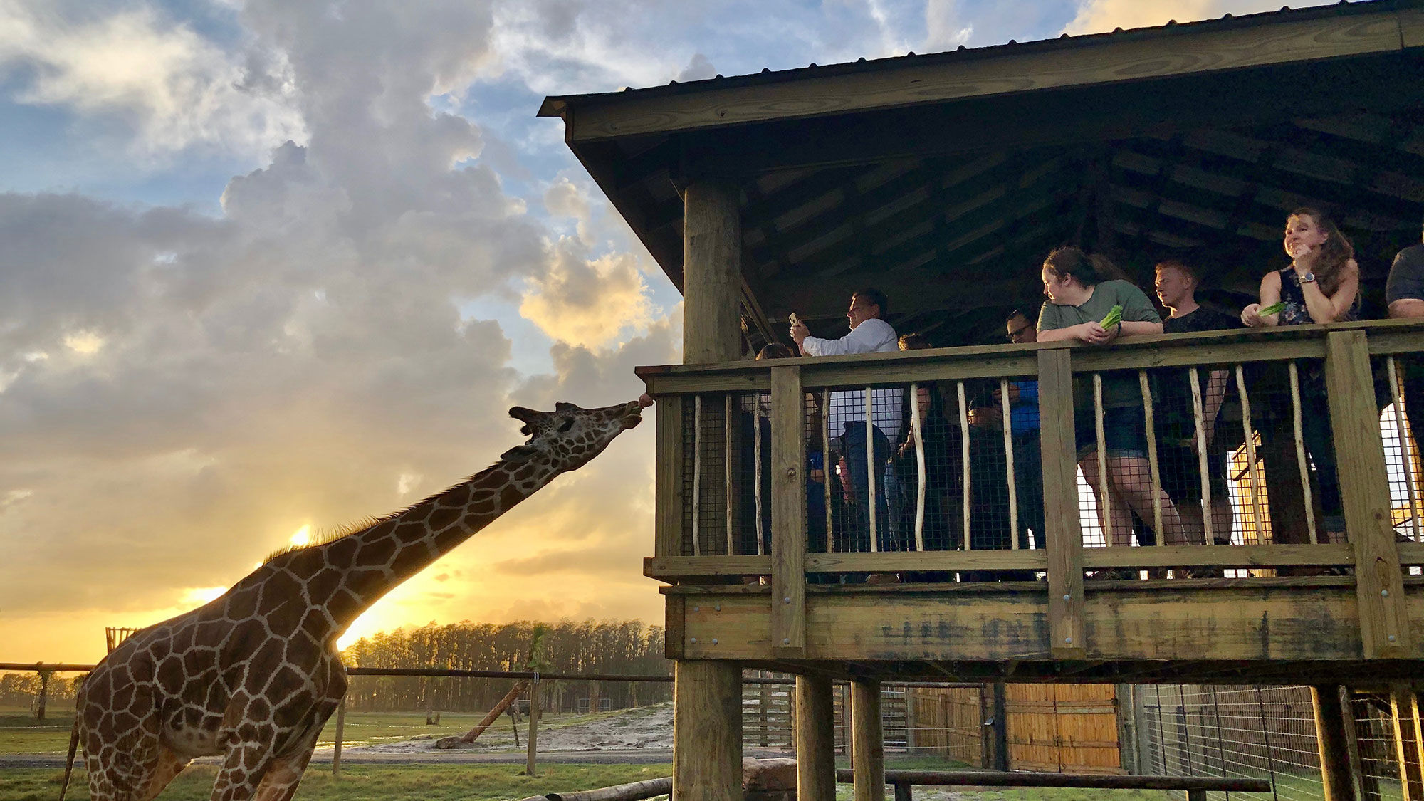 Giraffes can approach visitors on an observation platform at the Drive Thru Safari Park at Wild Florida near Orlando.
