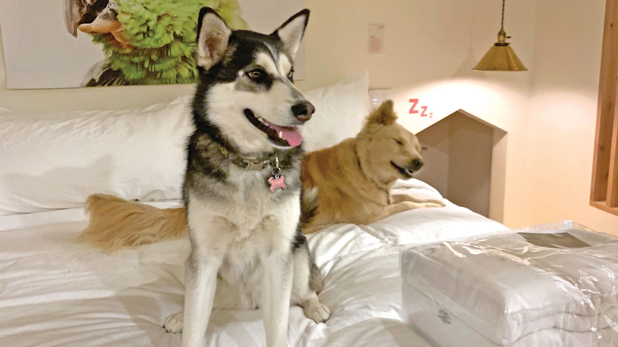 Tours editor Jeri Clausing's dog, foreground, at the Best Friends Roadhouse and Mercantile in Kanab, Utah.