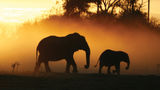 Elephants in Botswana. The country recently decriminalized consensual same-sex activity, which is welcome news for travelers but not a guarantee of LGBTQ-friendly behavior.