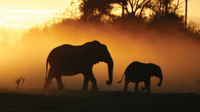 Elephants in Botswana. The country recently decriminalized consensual same-sex activity, which is welcome news for travelers but not a guarantee of LGBTQ-friendly behavior.