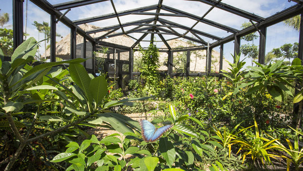 Norwegian Cruise Line's Harvest Caye features a Nature Center with a butterfly garden.