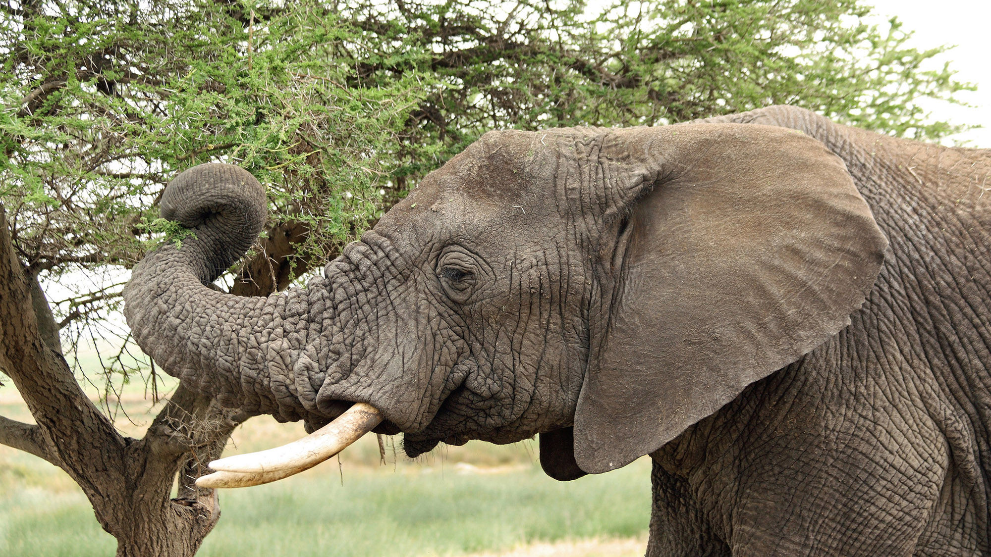 Desert & Delta Safaris launched the Cares Movement to support the conservation efforts of Elephants Without Borders.