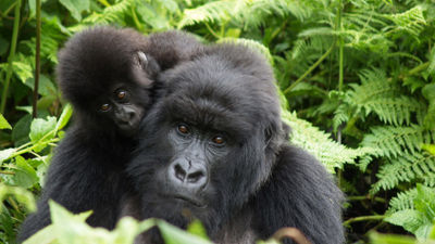 Travulous, a destination management company in Rwanda, recently announced a series of exclusive tours and events personally guided and hosted by former research staff and colleagues of the legendary gorilla primatologist, the late Dian Fossey.