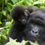 Explore Rwanda with Dian Fossey's colleagues